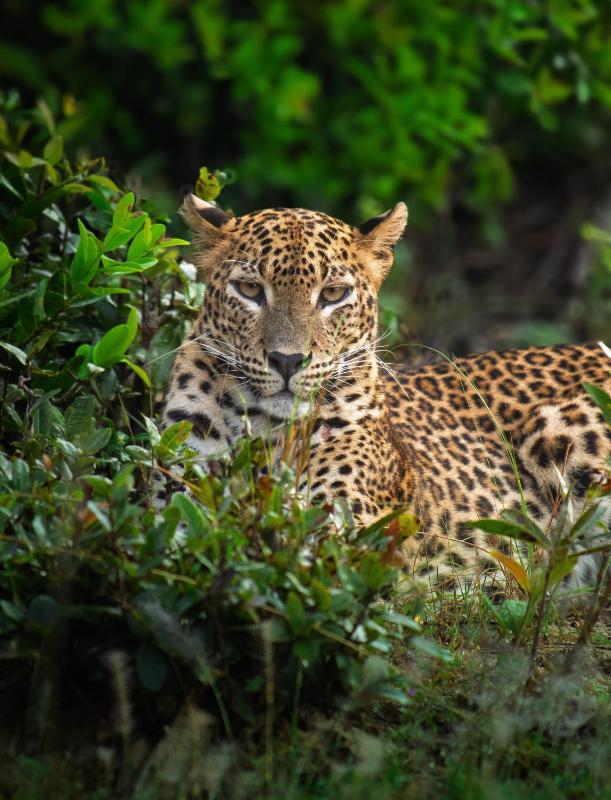 Wilpattu Landa Lodge - image 7