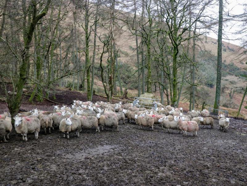 Newlands Fell Cottage - image 20