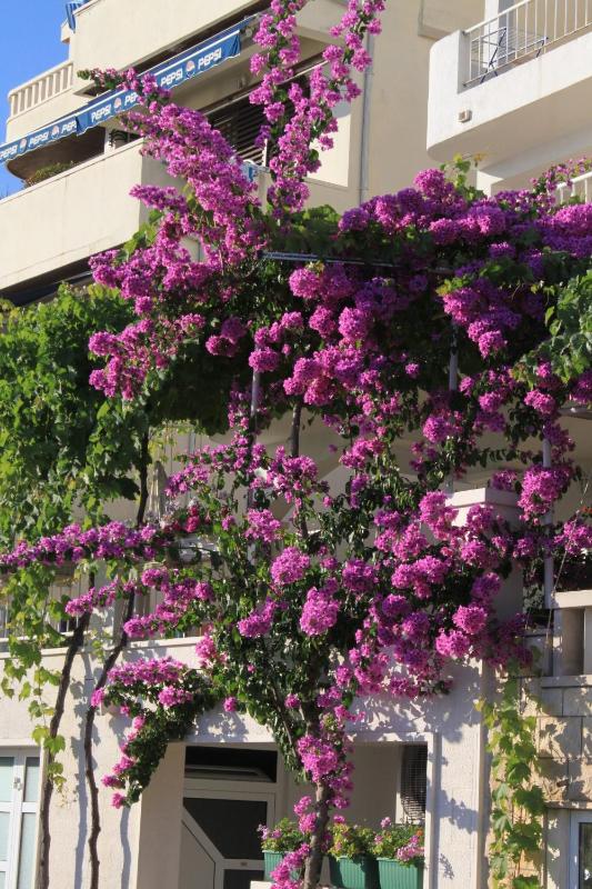 Apartments by the sea Podgora Makarska - 6596 - image 24