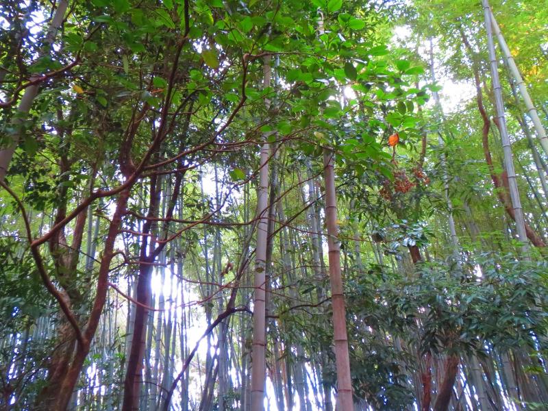 Murasakino Guesthouse - image 9