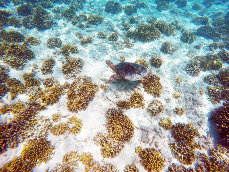 Holiday Cottage Thoddoo Maldives - image 15