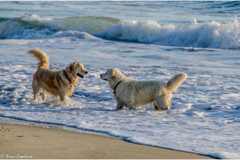 Happy Dog Days - Nags Head MP 11 Ocean View 50 Yds to Beach Elevator Pool Hot Tub Pets OK Flex Stays - image 33