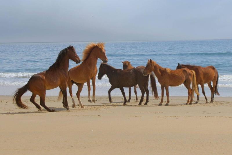 Happy Dog Days - Nags Head MP 11 Ocean View 50 Yds to Beach Elevator Pool Hot Tub Pets OK Flex Stays - image 28
