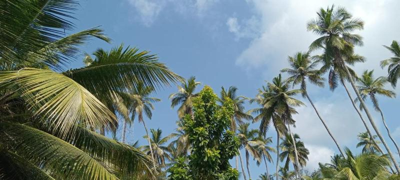 Coconut Villa - image 30