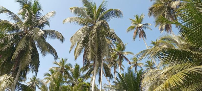 Coconut Villa - image 42