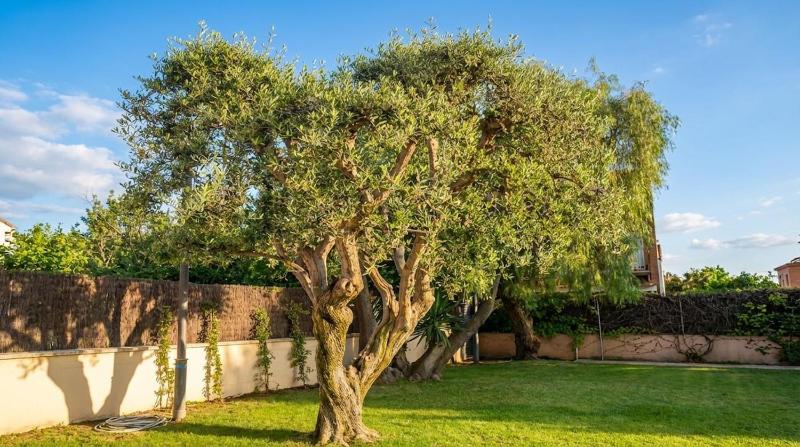 Apart Villa Cristina 5 min walk to the beach RoofTop Duplex 180 M2 Very Cared - image 10