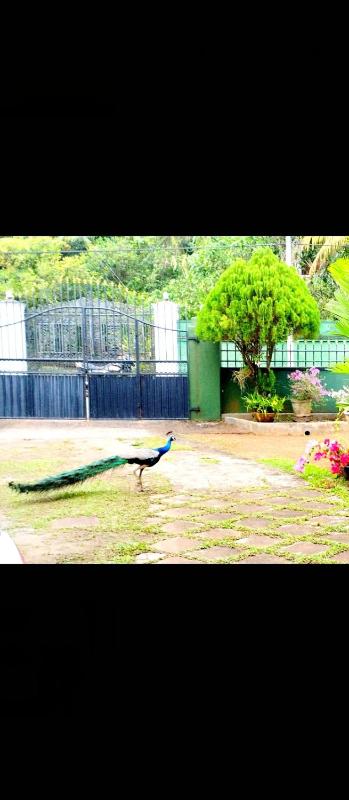 Anu villa Bentota - image 18
