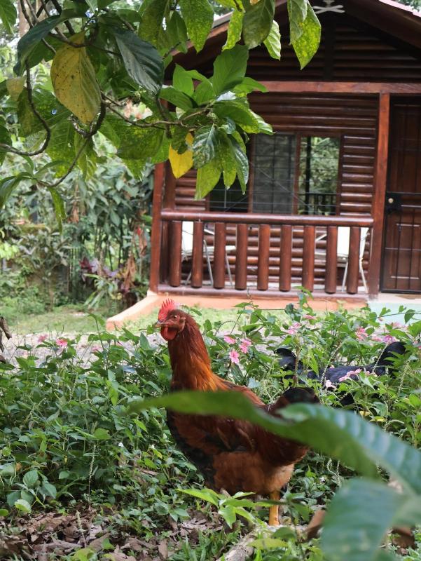 Nature retreat - image 2