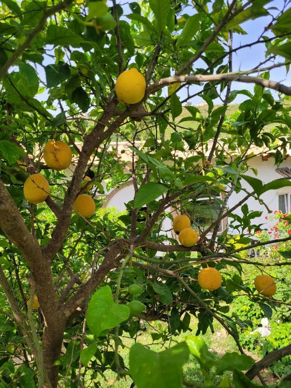 Finca La Ladera - image 26