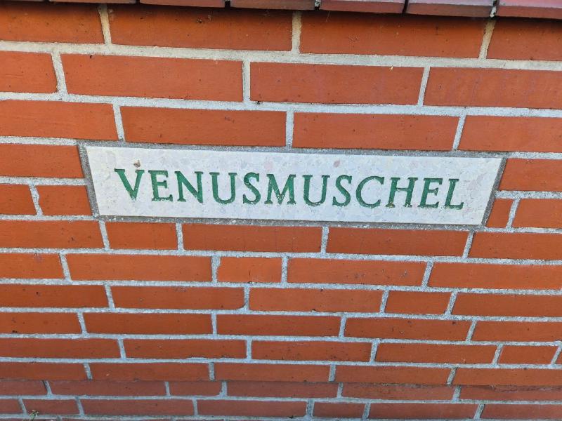 FHVenusmuschel - image 6