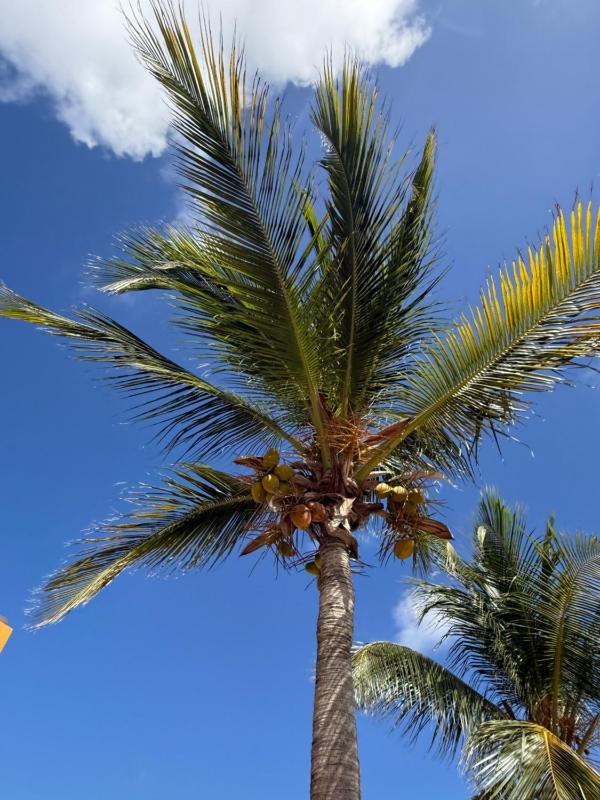 Loveli Stay Aruba - image 21