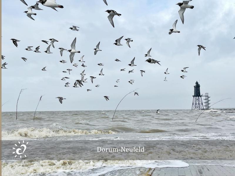 Ferienwohnung De Reetpieper Wohlfühlen am Nordseedeich - image 23