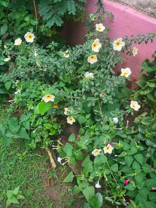 First Alleppey homestay - image 16