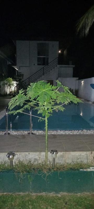 Coconut Villa - image 46