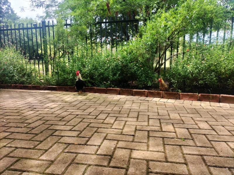 Magalies B&B SPITSKOP - image 14