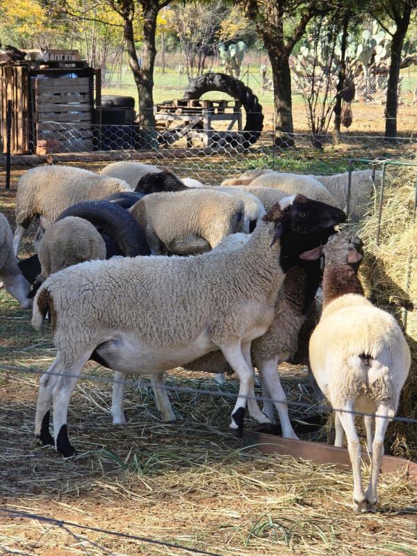 Magalies B&B SPITSKOP - image 11