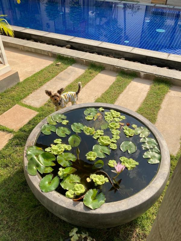 Private Bungalow Large Salt Water Pool & Jacuzzi Super Fast WIFI 100Mbps - image 8