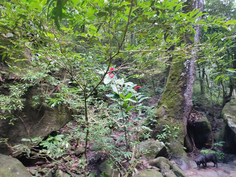 Via Tayrona - image 10