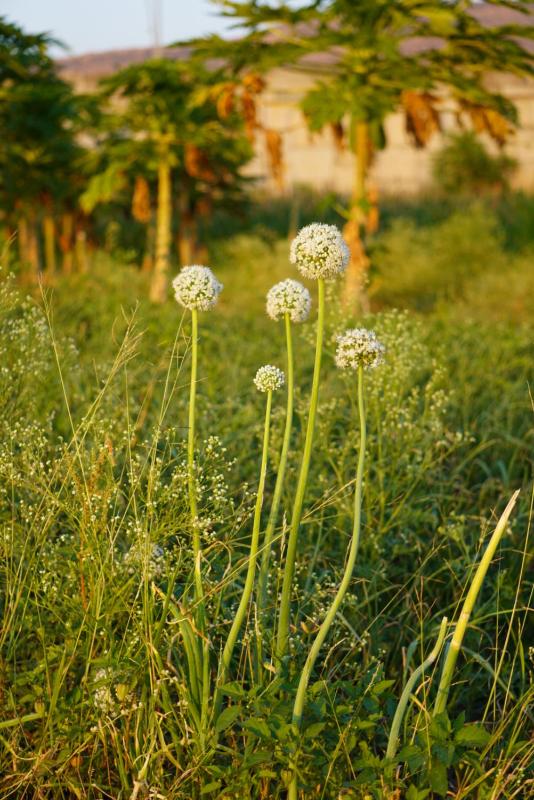 VERULAI RETREAT HOMESTAY  I  NEAR ELLORA CAVES AND GRISHNESHWAR TEMPLE I CLEAN AND PEACEFUL STAY - image 10