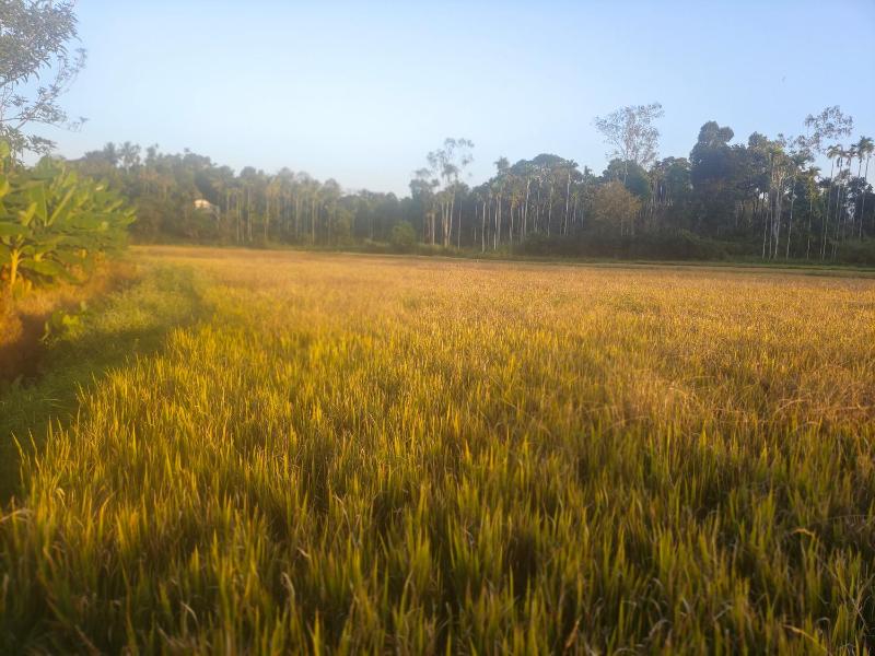 Celestial Homestay - image 6