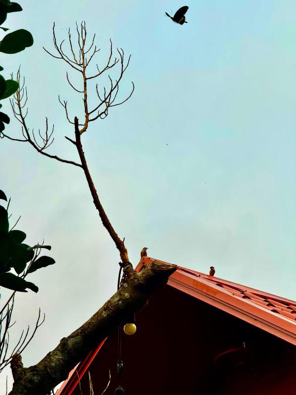 Je-wel Homestay - image 15