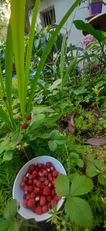 Enki's Garden - image 11