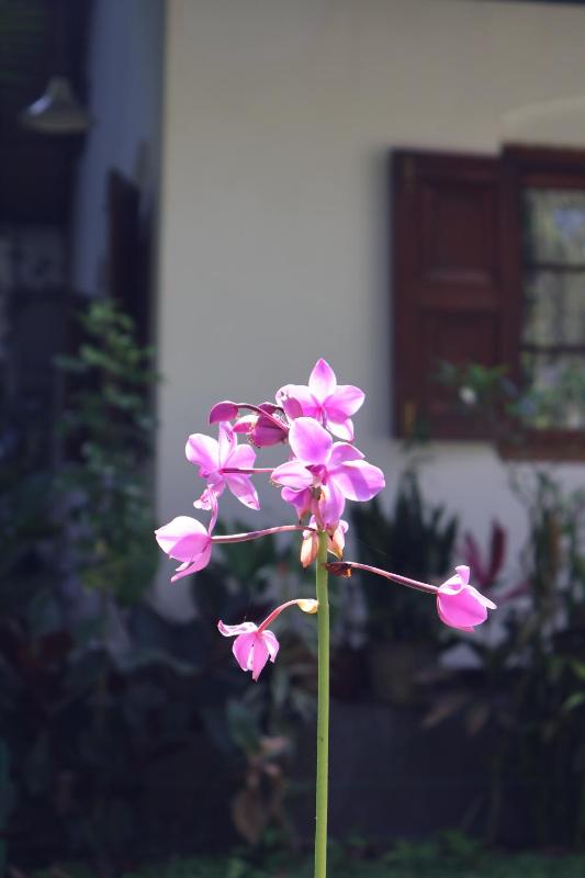 Suriyakantha Heritage Home - Kandy - image 7