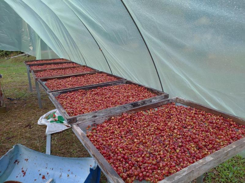 Rancho Ecojoya Paradise Mountain working farm in nature - image 8