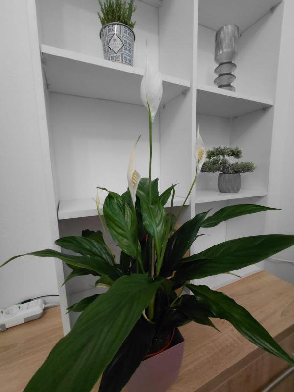 Bevis apartment -2 - image 12
