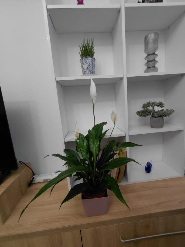 Bevis apartment -2 - image 16