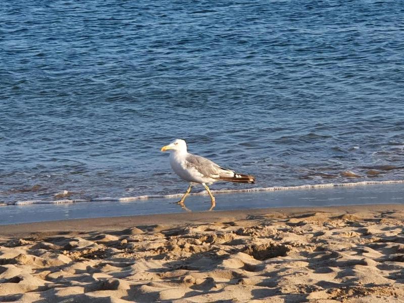 Ria's Birds - image 11