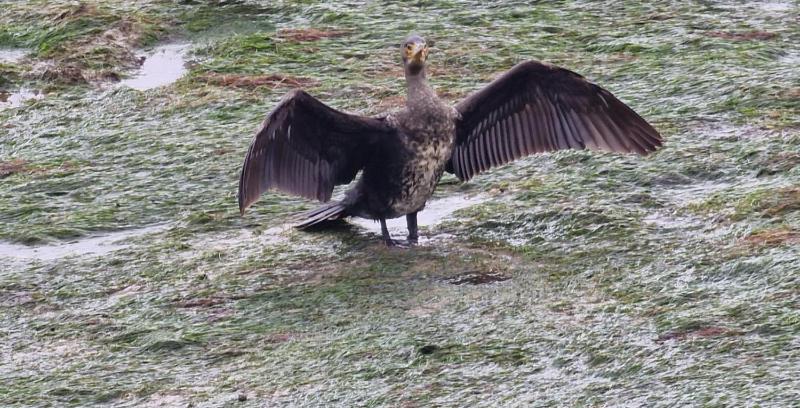 Ria's Birds - image 16