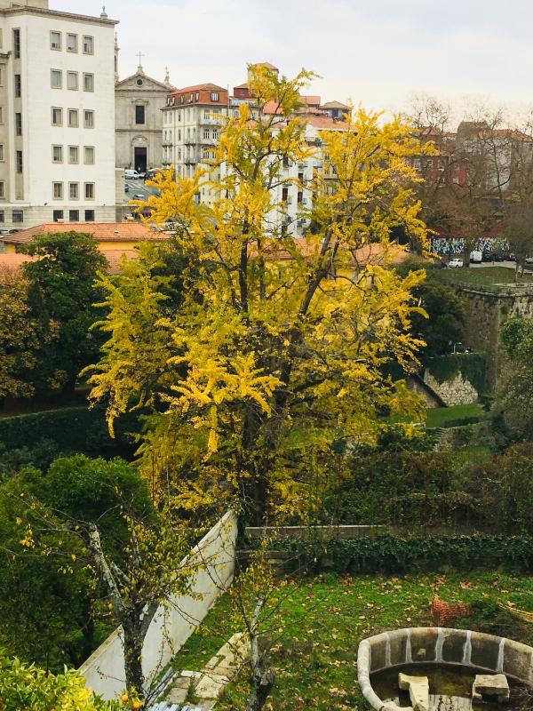 Loveporto Varanda Jardim Centro - image 20
