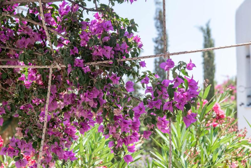Green Retreats 5 Paros - image 9