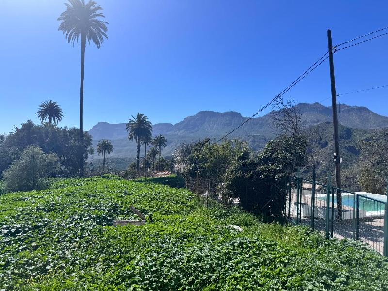 Palmeral de Taidía - image 8
