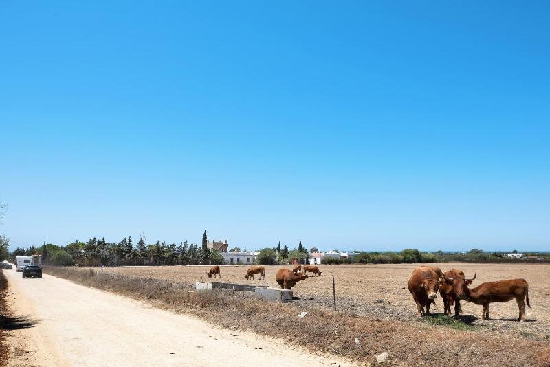 Casa Mora - Vejer El Palmar - image 15