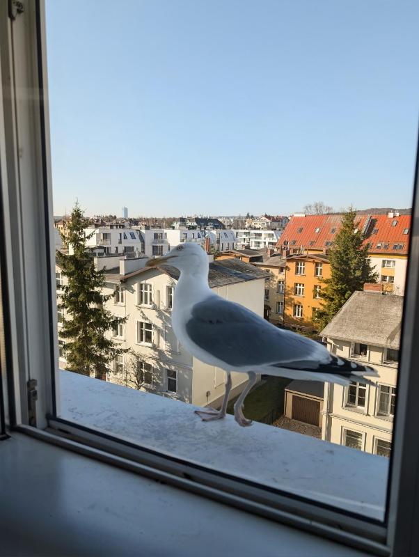 Karlik moj-sopot pl - image 11