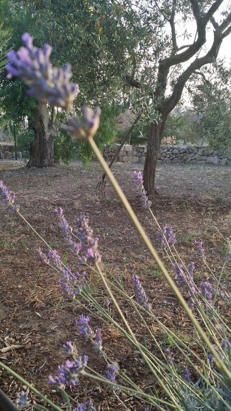 One-Bedroom House image 3