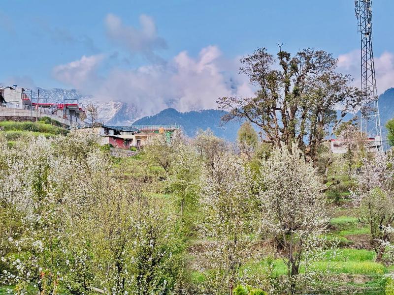 Abhi house Naddi - image 35