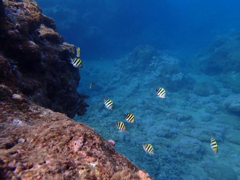 Blue Ocean Sunny BS - image 2
