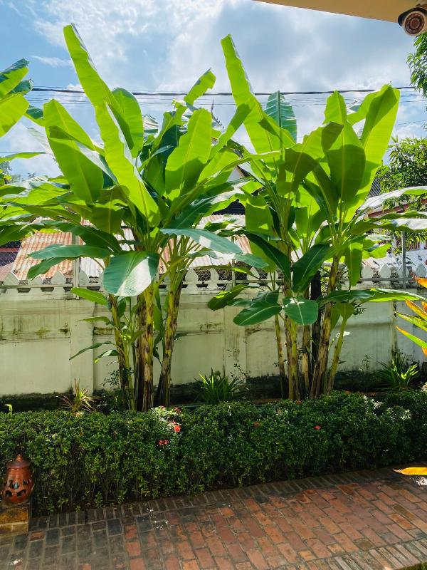 Luang PraBang Residence & Travel - image 14