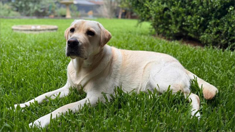 Bliss at Jervis Bay - pet-friendly Vincentia home - image 19