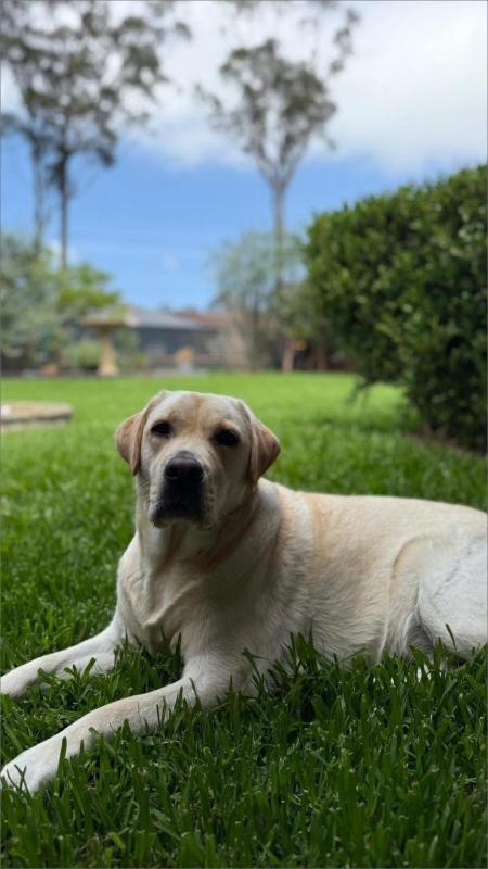 Bliss at Jervis Bay - pet-friendly Vincentia home - image 24