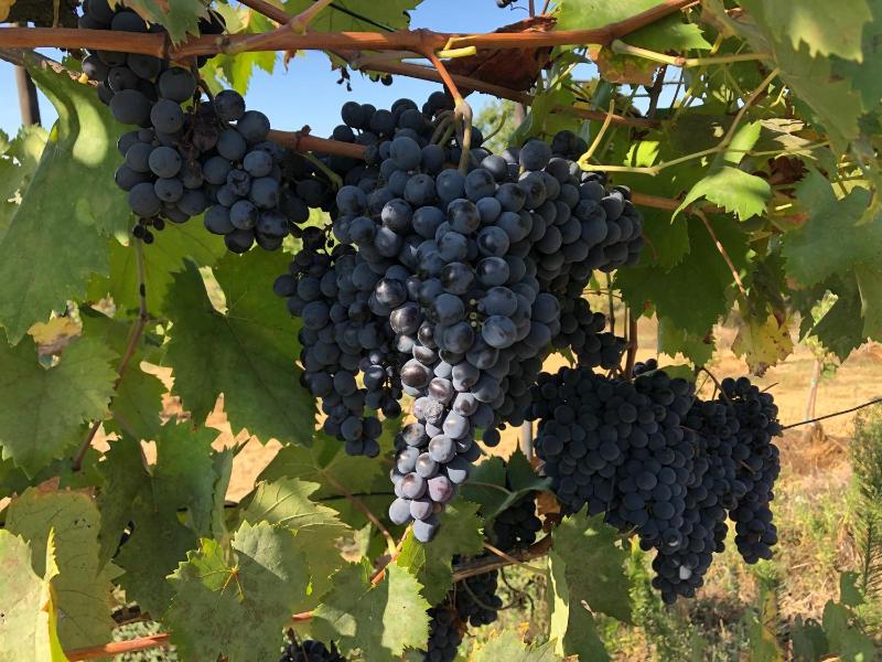 Casolare La Vigna - image 8