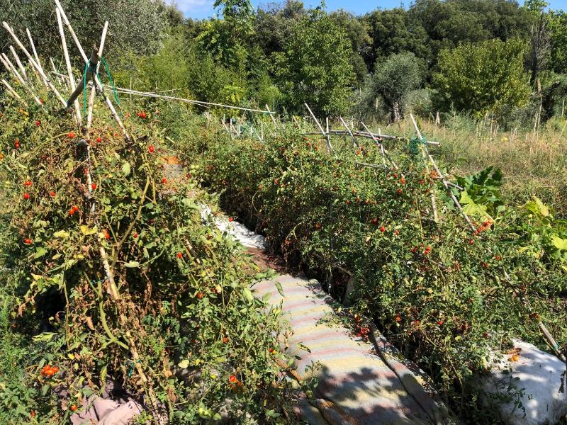 Casolare La Vigna - image 6
