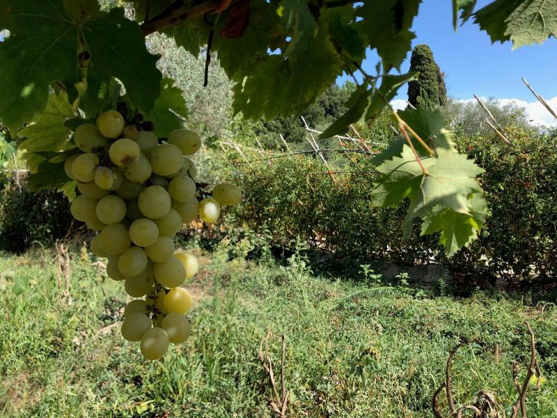Casolare La Vigna - image 41