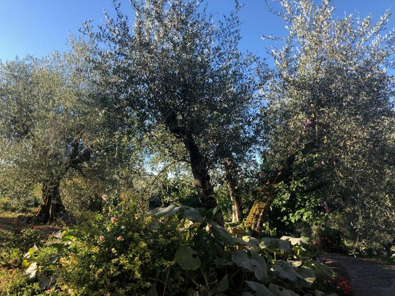 Casolare La Vigna - image 21