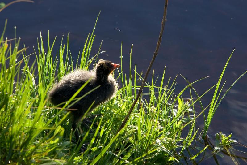 ibis Mulhouse Centre Filature - image 11