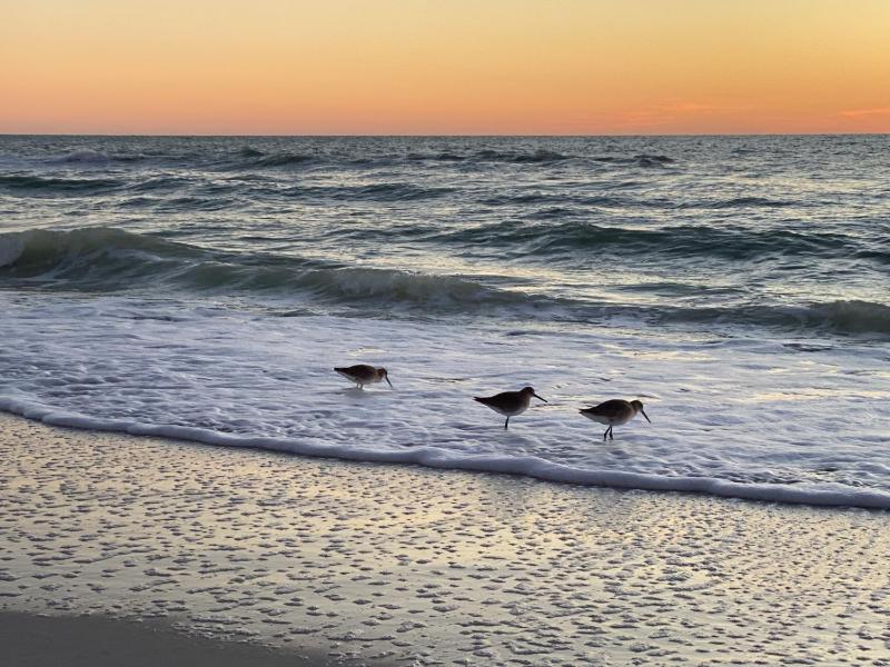 A Tropical Breeze Beach Club - Anna Maria Island - image 29