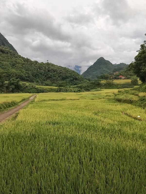 chuyên các món ăn dân tộc địa phương - image 1